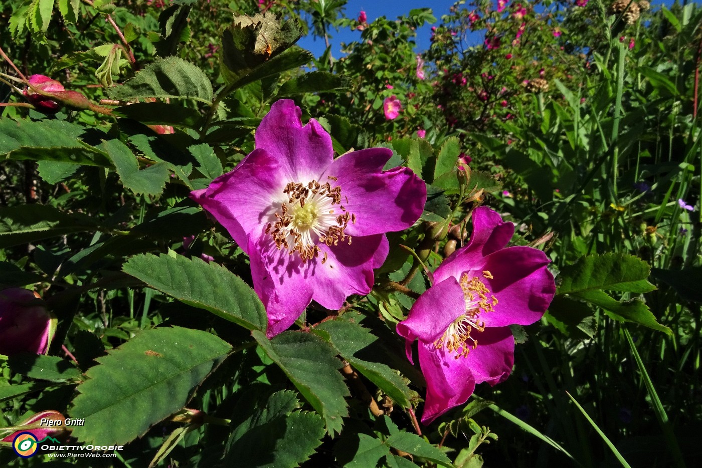 15 Rosa canina in piena fioritura.JPG